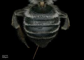   Megachile sublauritanbsp; female abdomen, photo: Shaun Heller 
